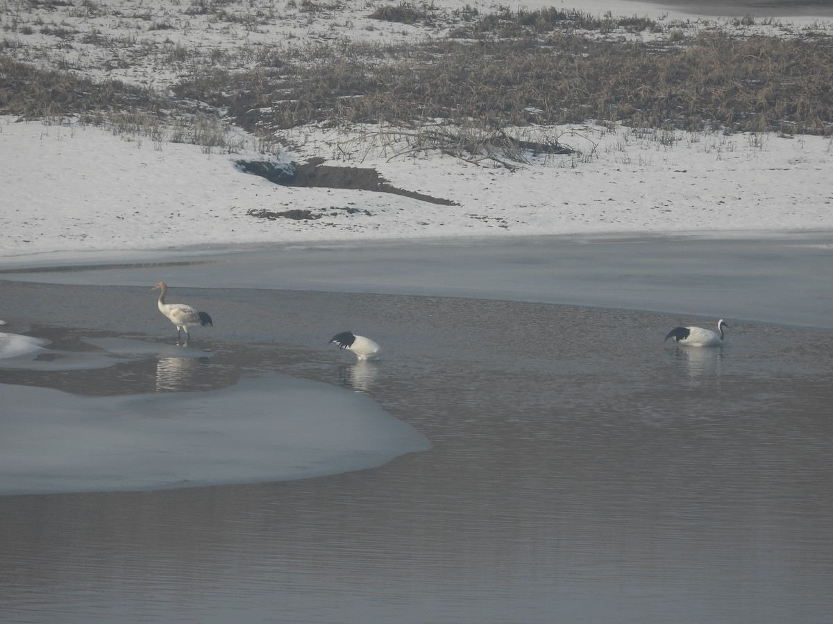 Red-crowned Crane - ML646635007