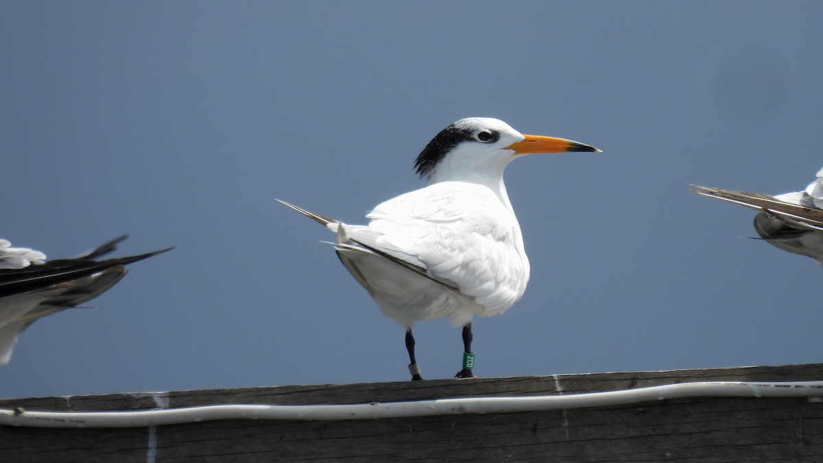 Chinese Crested Tern - ML646635008