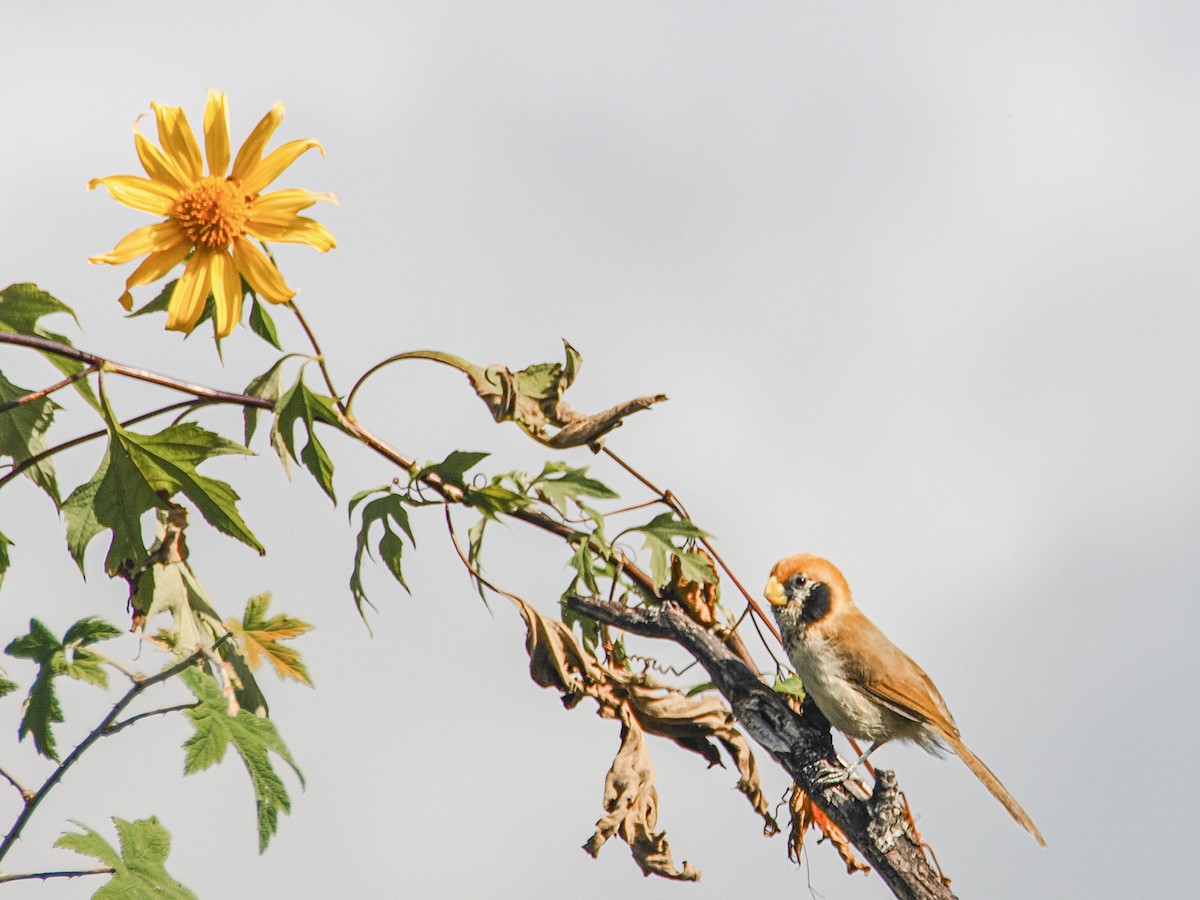 Spot-breasted Parrotbill - ML646635009