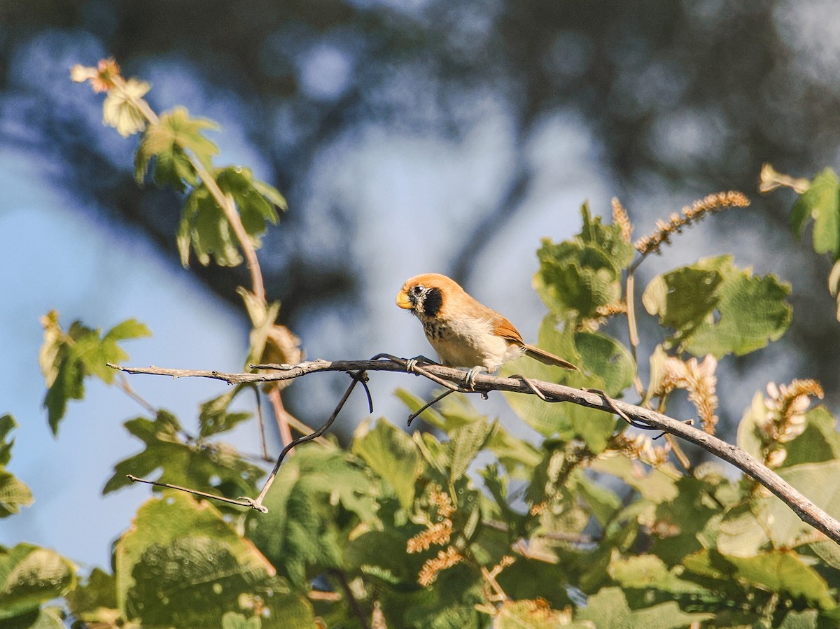 Spot-breasted Parrotbill - ML646635010