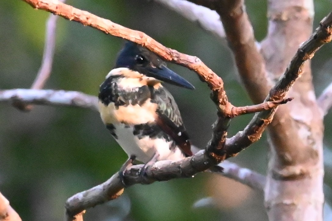 Amazon Kingfisher - ML646635011