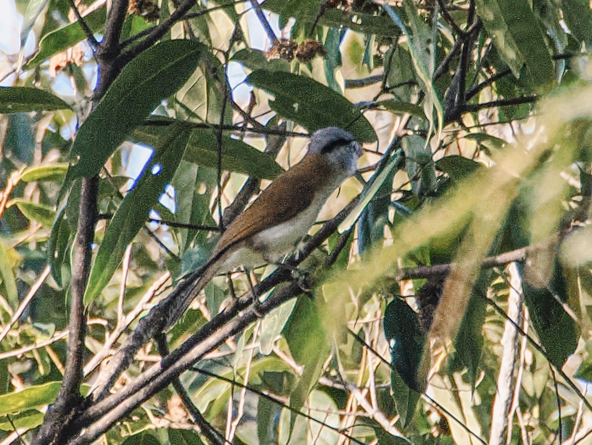 Gray-headed Parrotbill - ML646635012