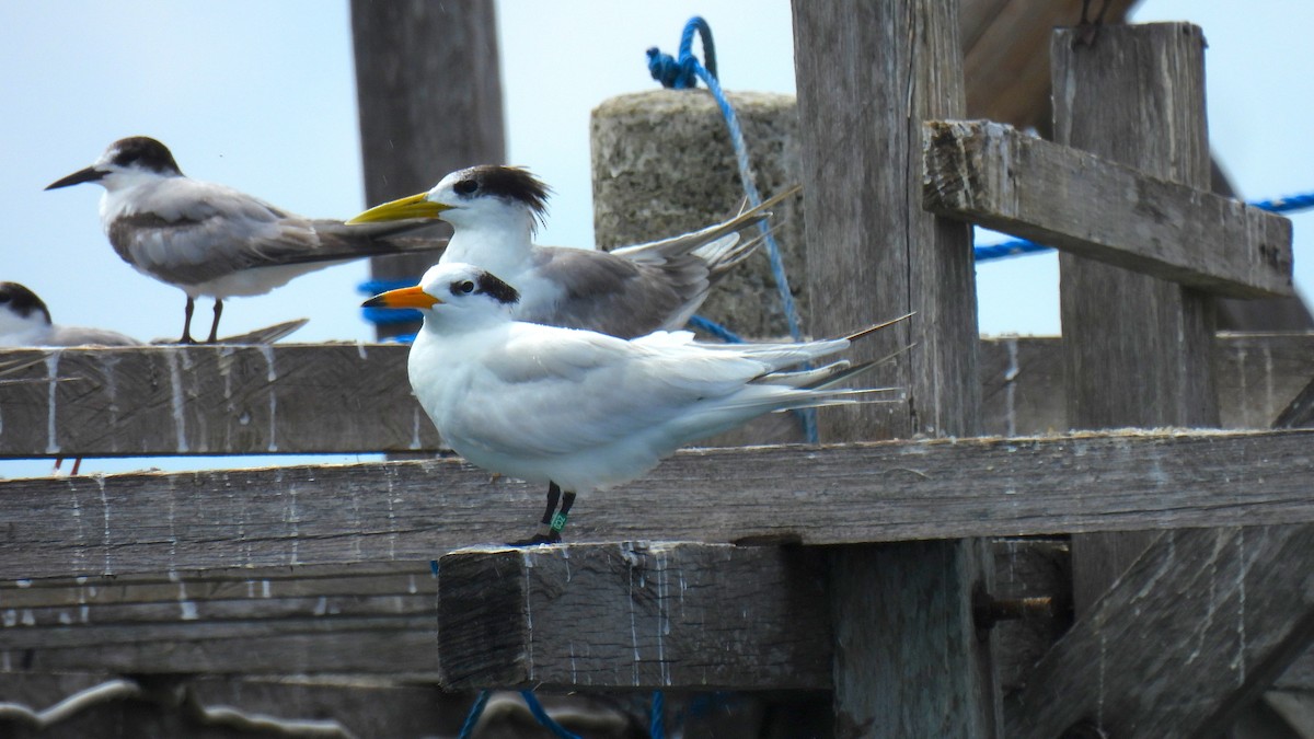 Chinese Crested Tern - ML646635013