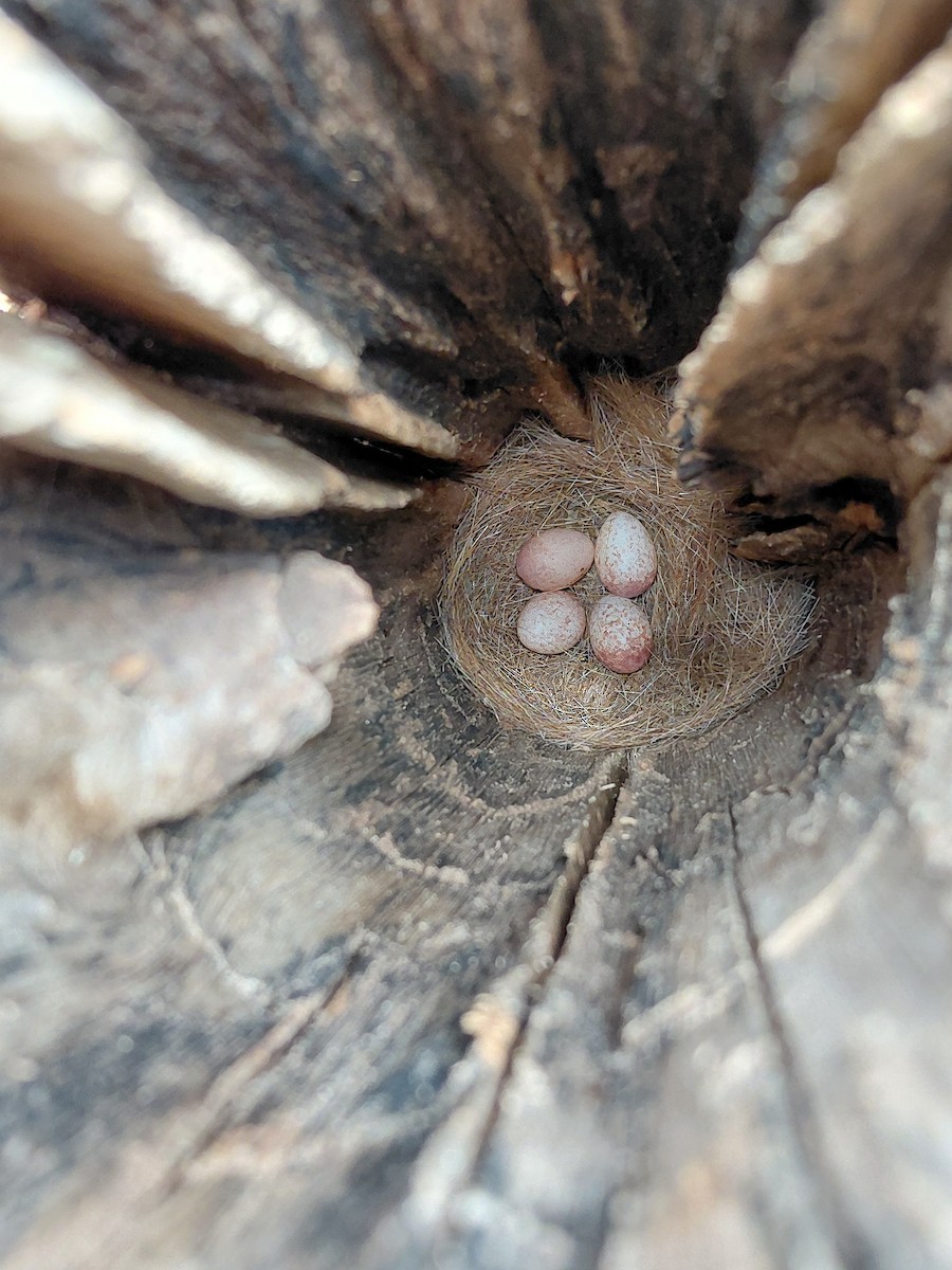 Southern Black-Tit - ML646635014