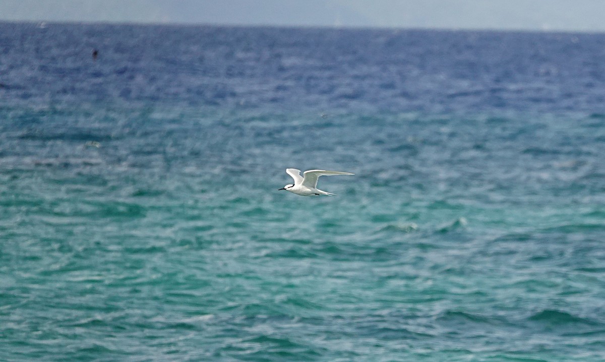 Black-naped Tern - ML646635020