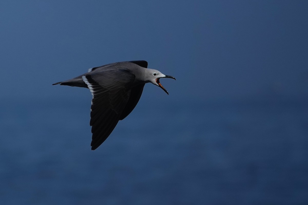 racek tmavý - ML646635021