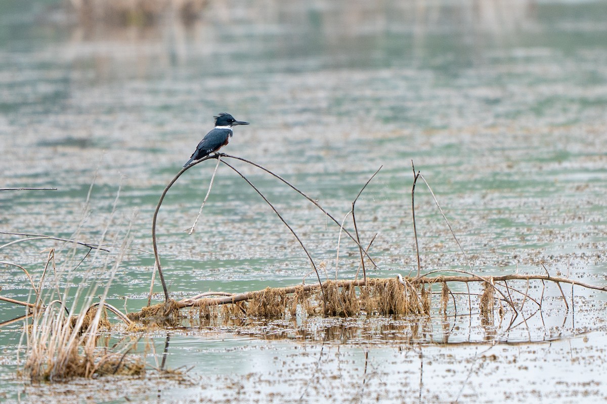 Gürtelfischer - ML646635026