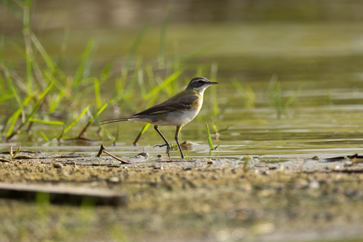 Sarı Kuyruksallayan - ML646635027