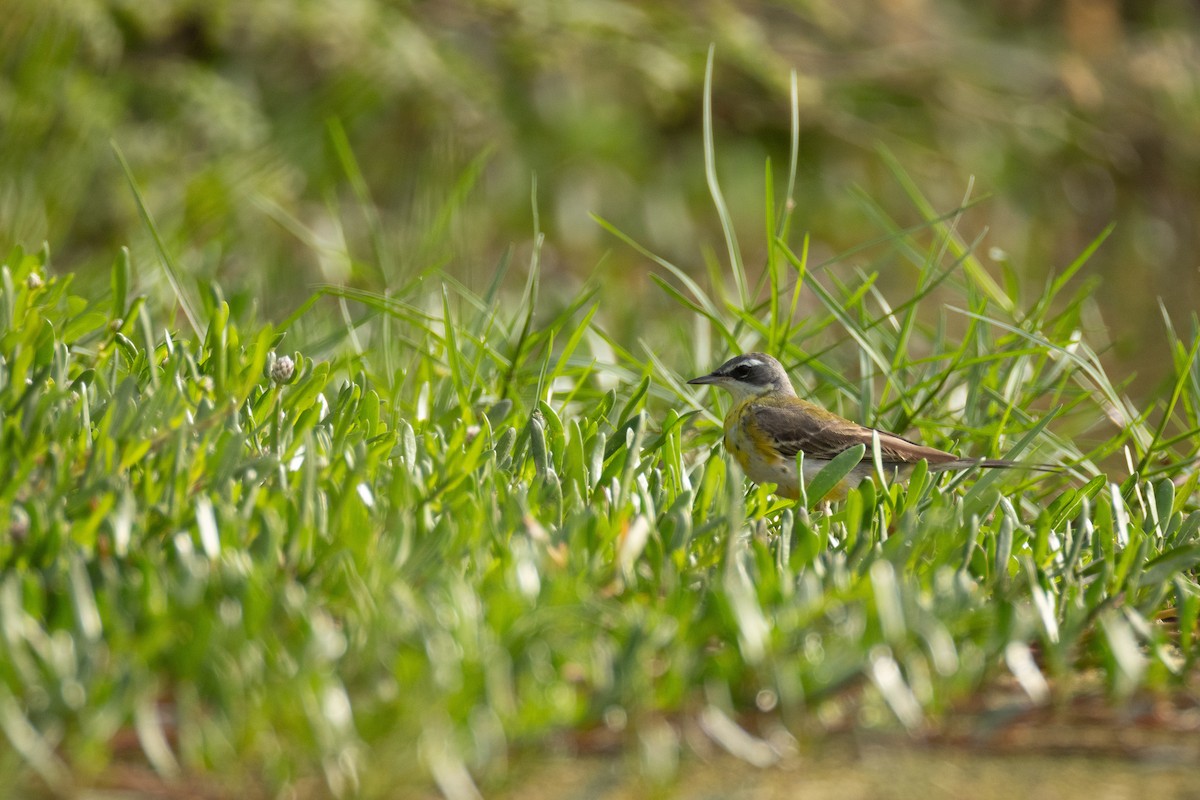 Sarı Kuyruksallayan - ML646635028