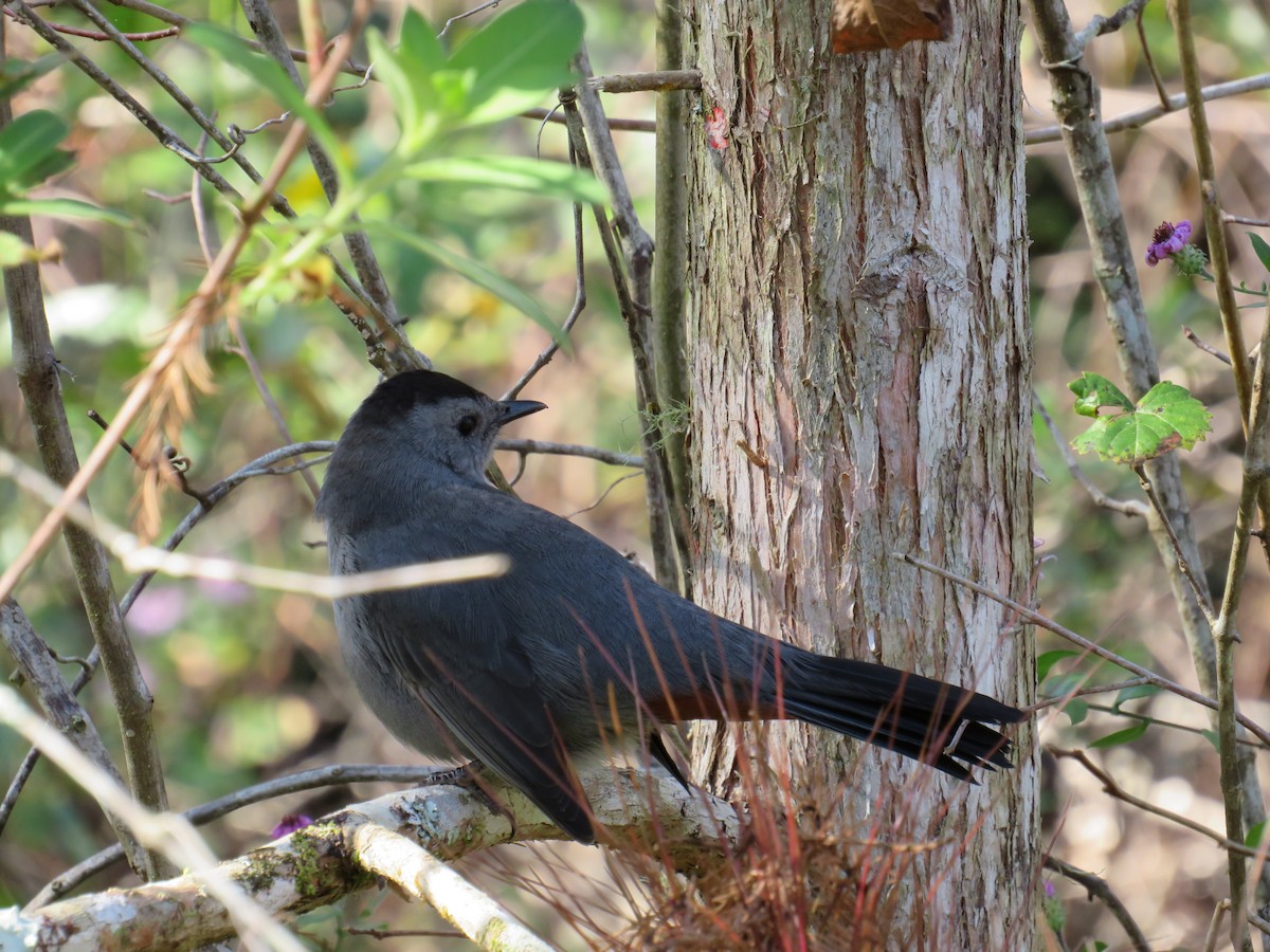 Пересмішник сірий - ML646635031
