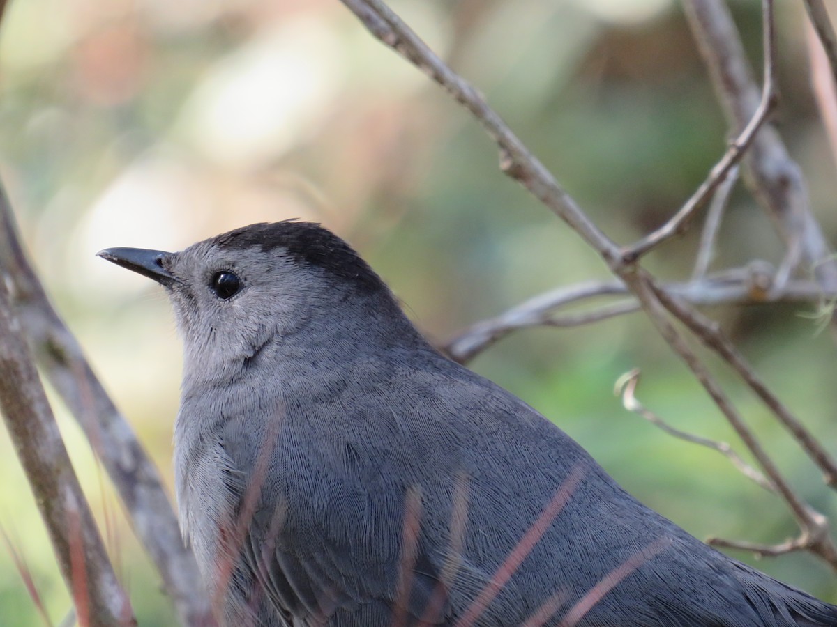 Пересмішник сірий - ML646635032