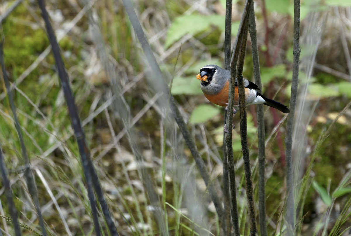タカサゴウソ - ML646635037