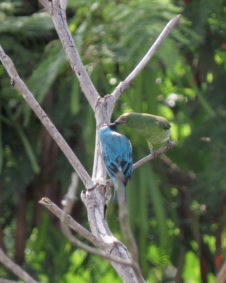 Терзина - ML646635039