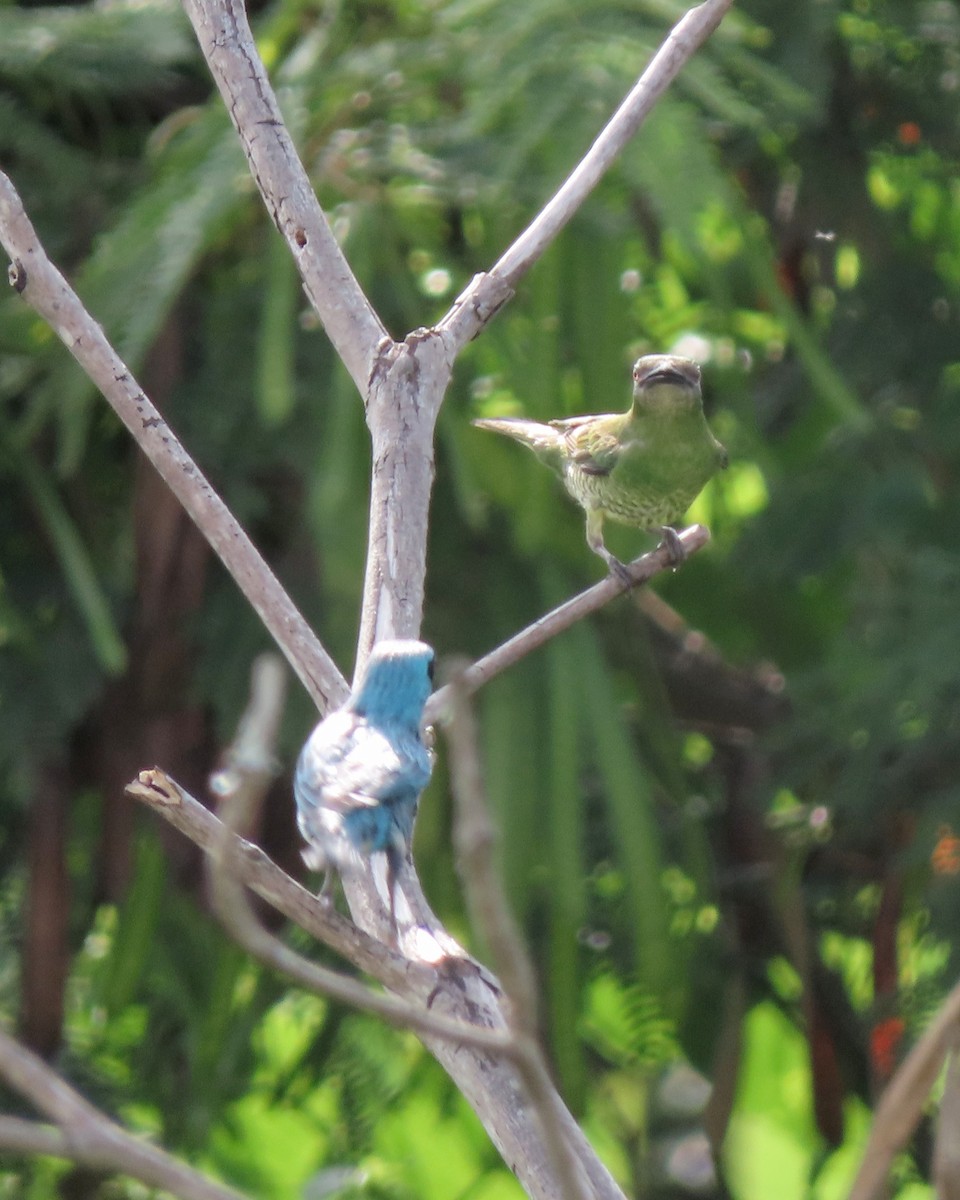 Терзина - ML646635040