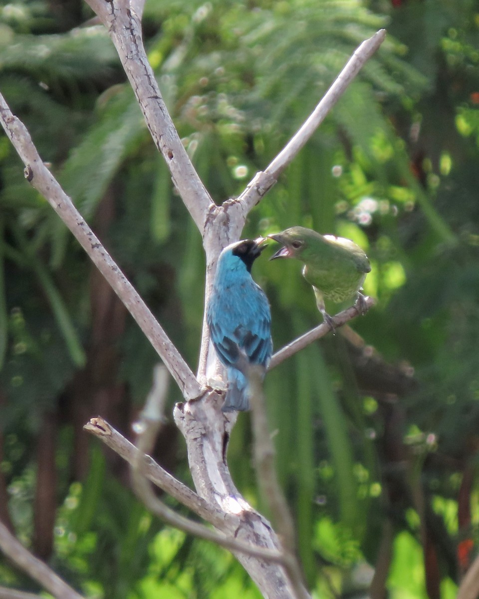 Терзина - ML646635041