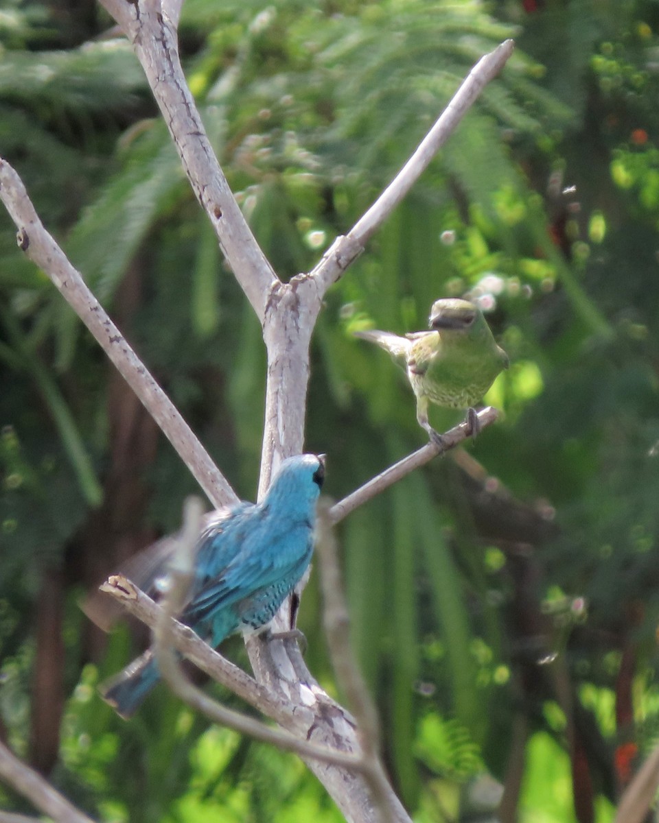 Терзина - ML646635042