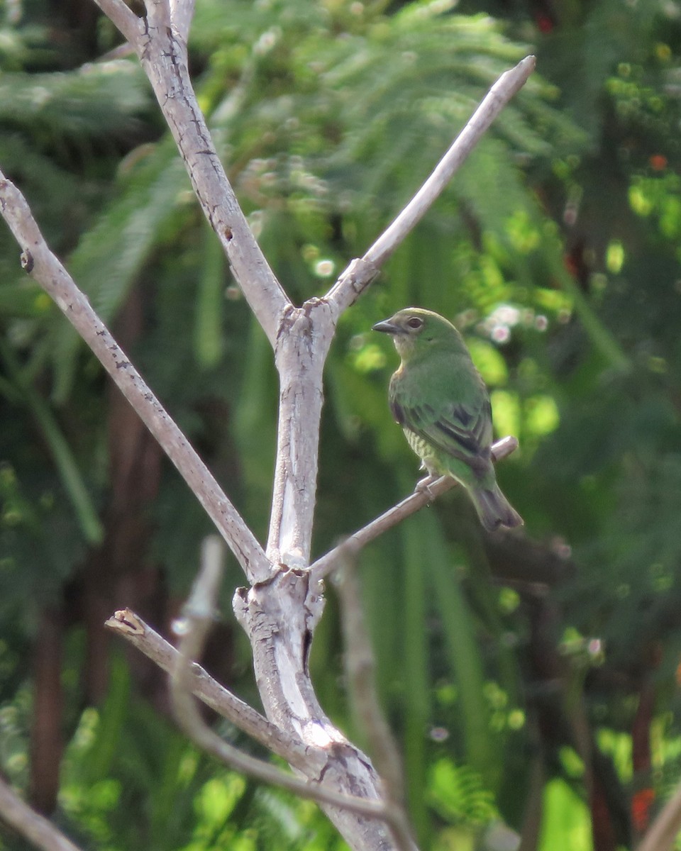 Терзина - ML646635043