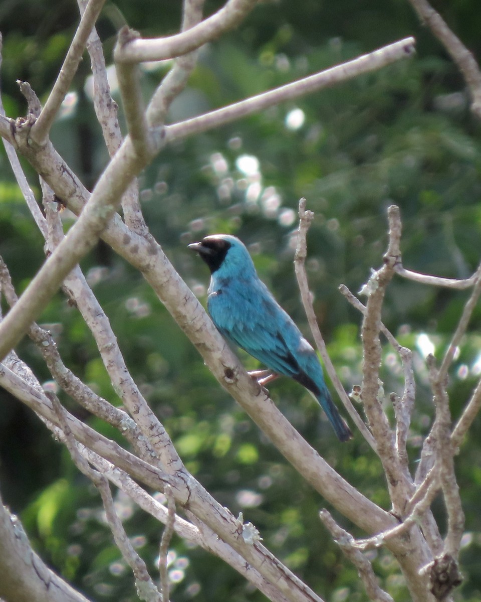 Терзина - ML646635044