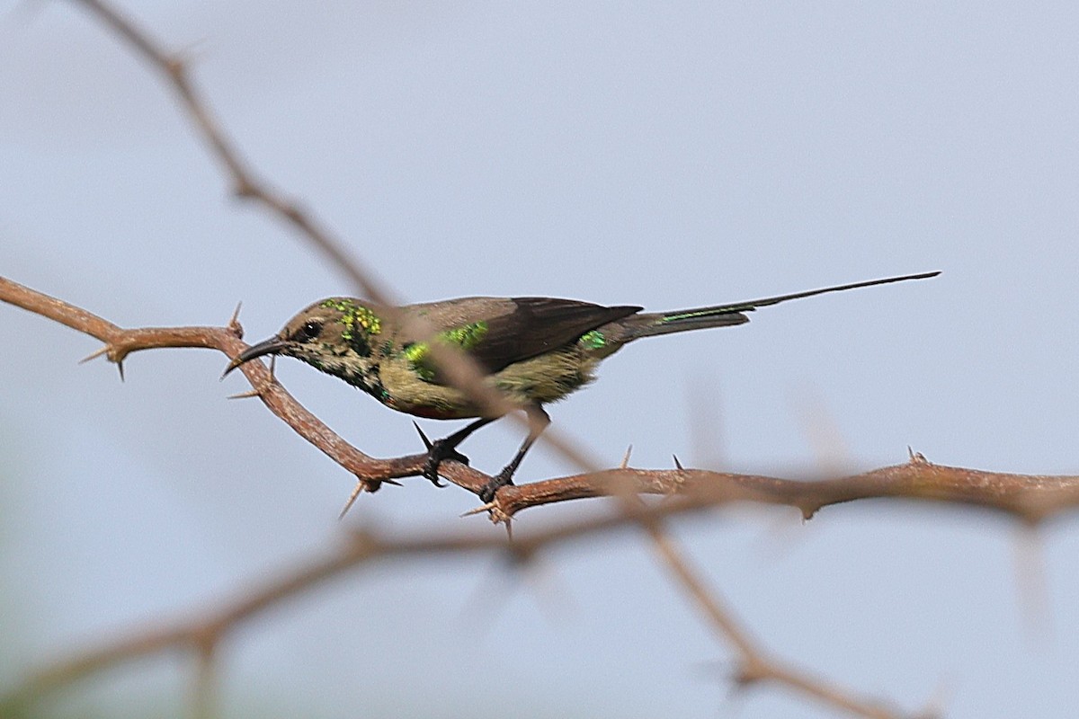 Suimanga Colilargo Sudanés - ML646635048