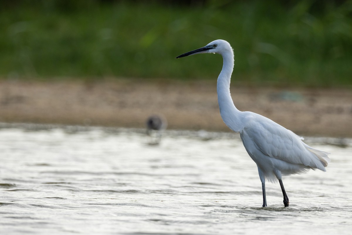 Küçük Ak Balıkçıl - ML646635050