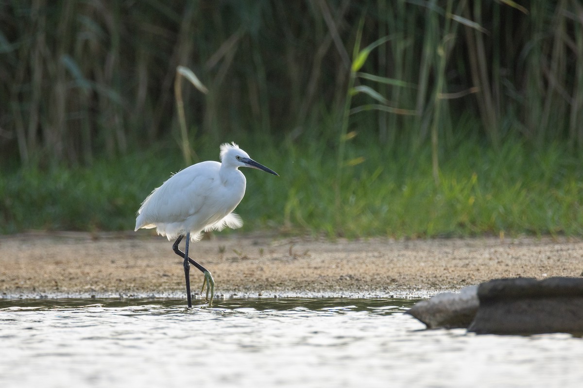 Küçük Ak Balıkçıl - ML646635051