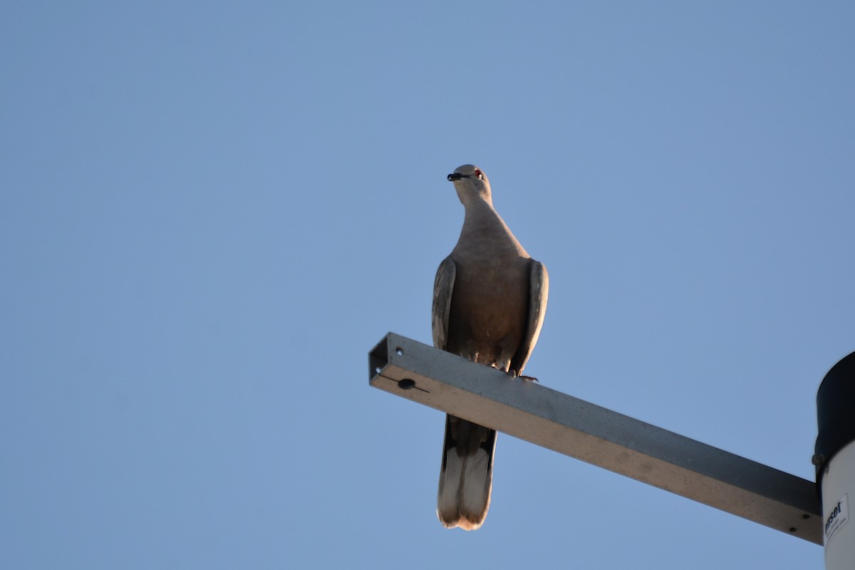 Eurasian Collared-Dove - ML646635054