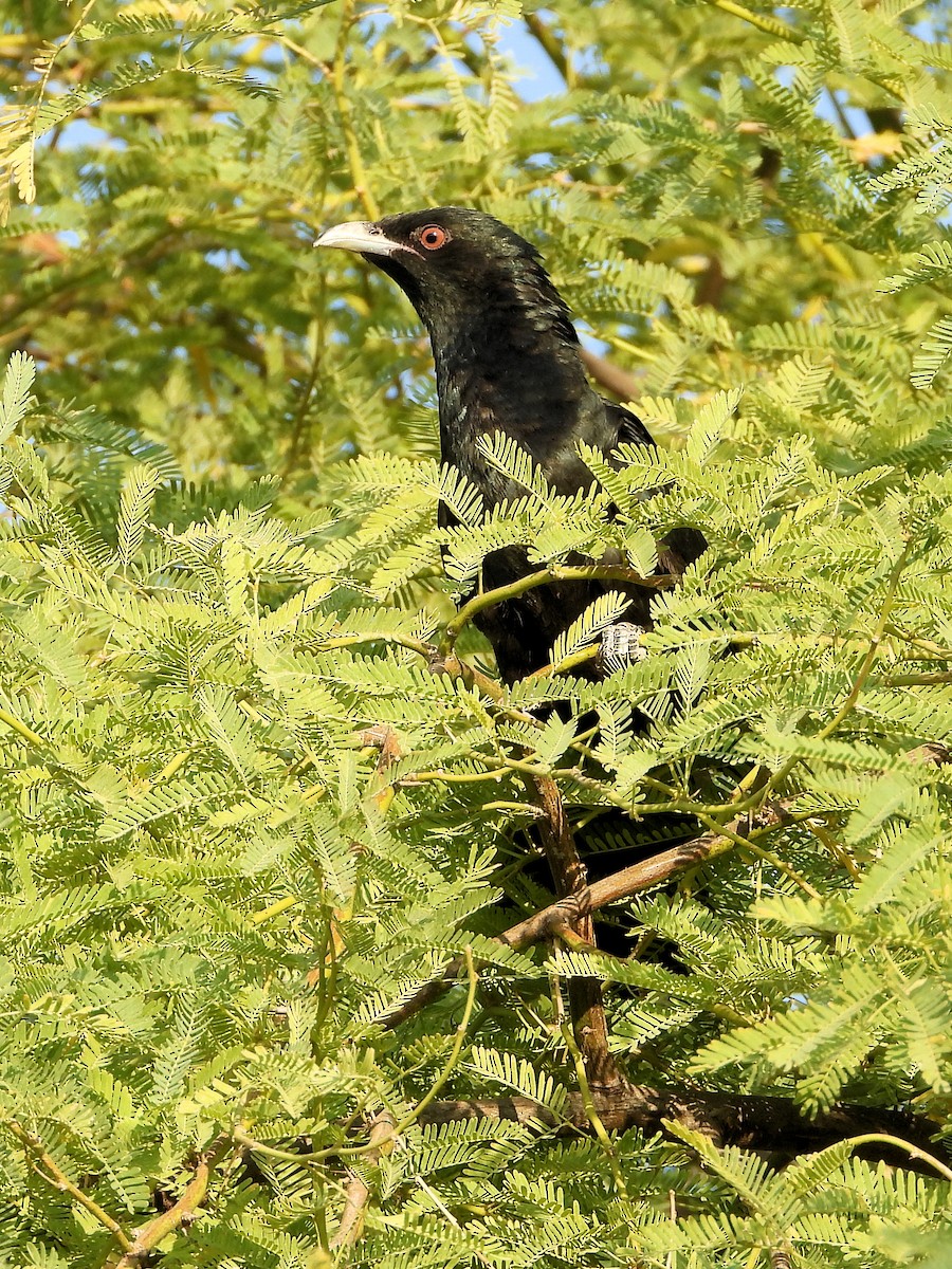 Asian Koel - ML646635061
