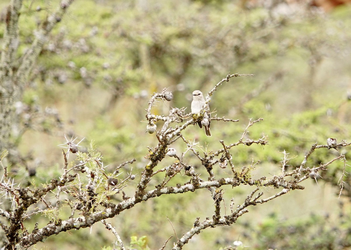African Gray Flycatcher - ML646635063