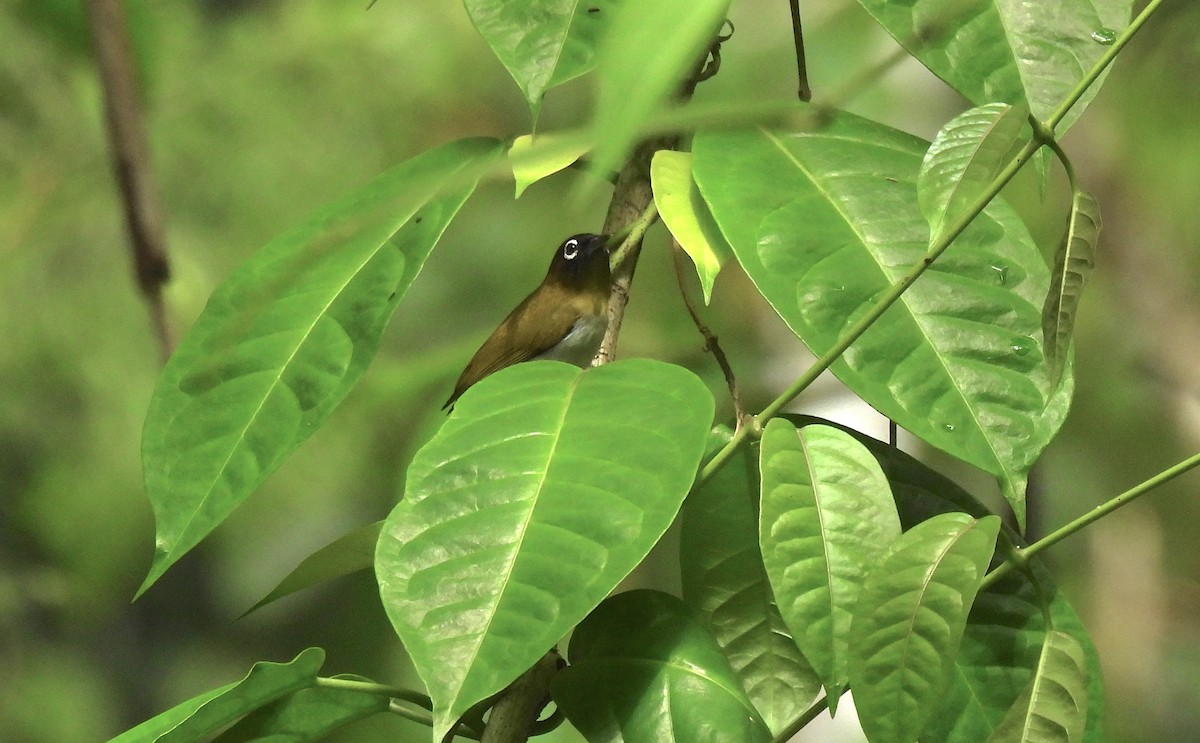 Seram White-eye - ML646635069