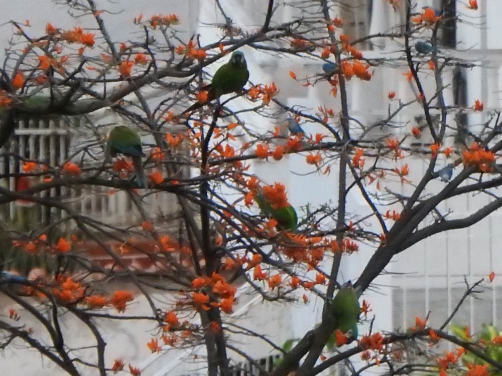 Chestnut-fronted Macaw - ML646635072