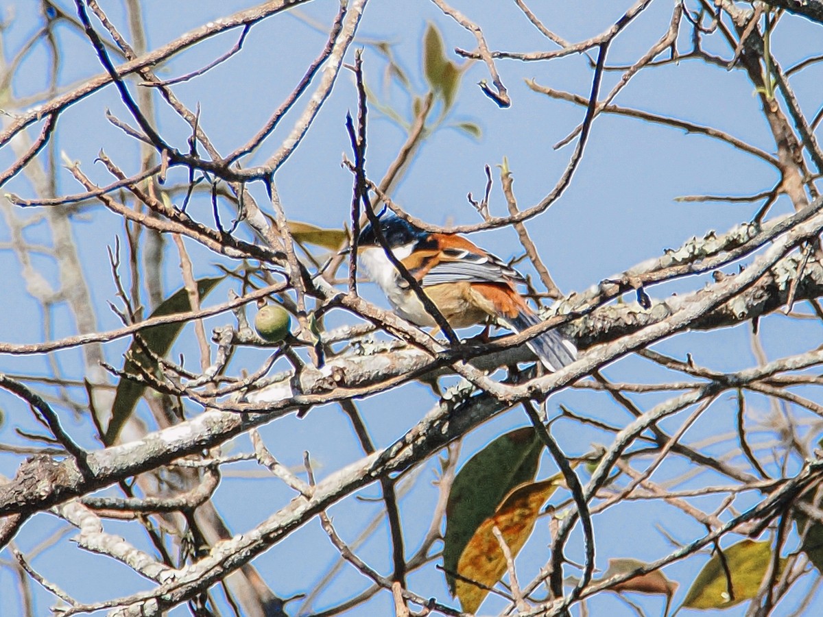 Rufous-backed Sibia - ML646635073