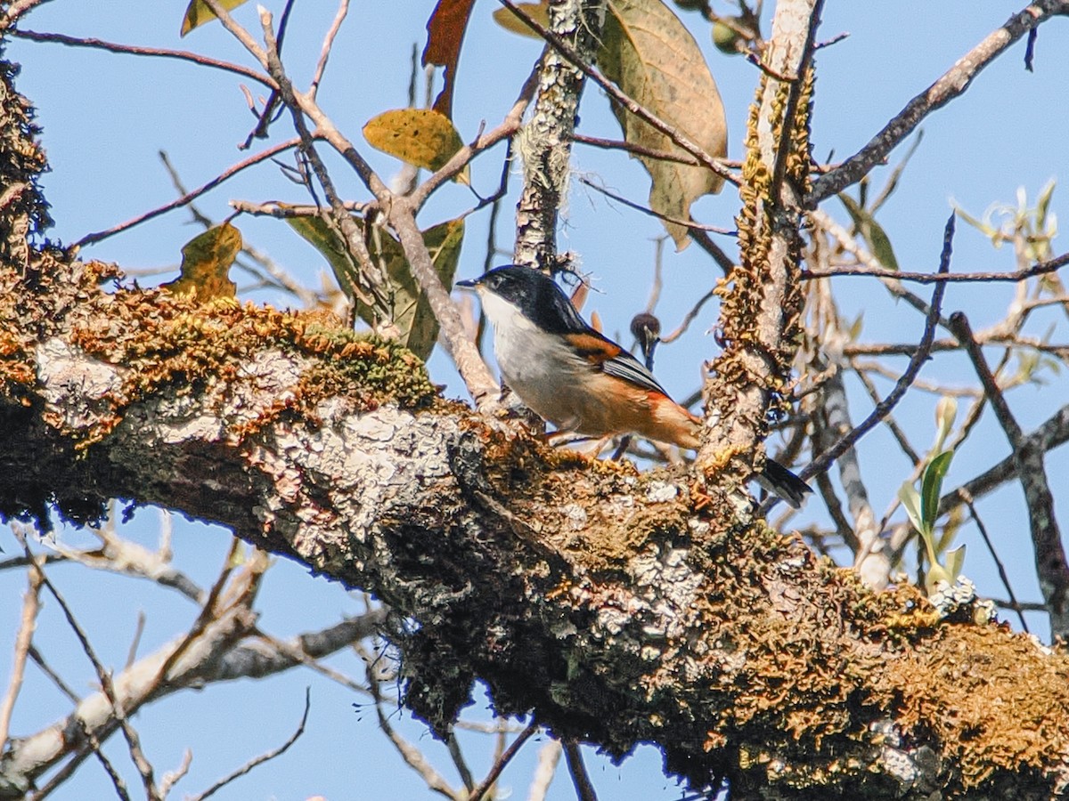 Rufous-backed Sibia - ML646635074