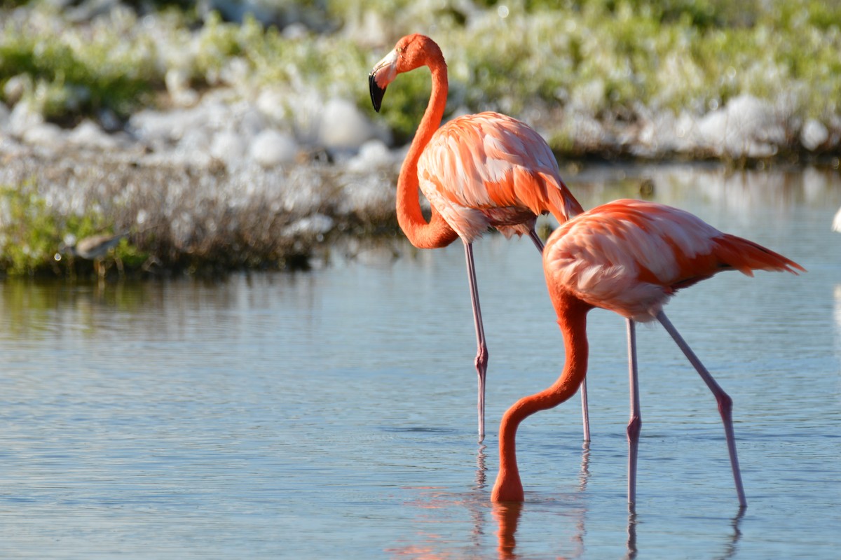 American Flamingo - ML646635075