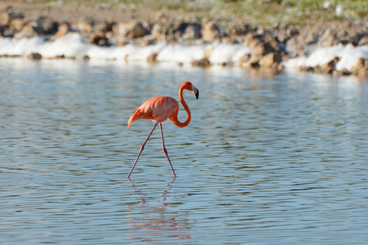 American Flamingo - ML646635076