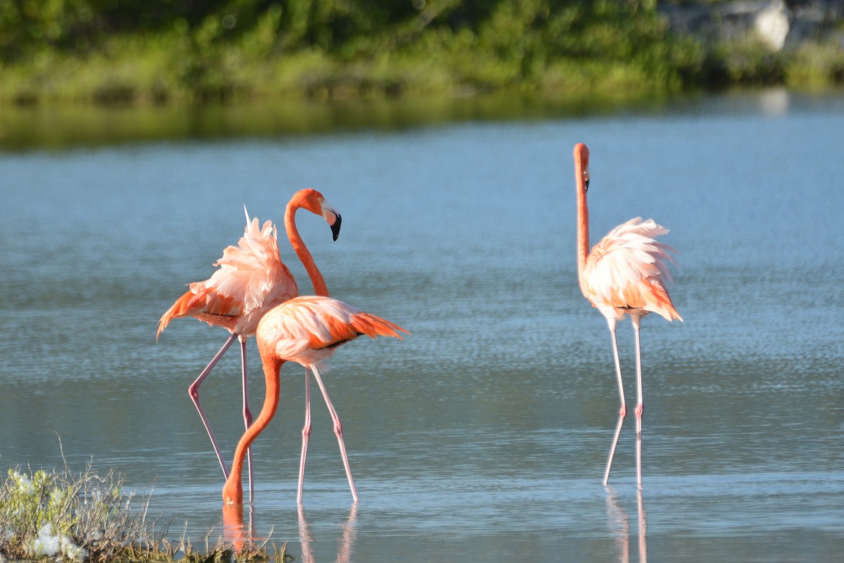 American Flamingo - ML646635077