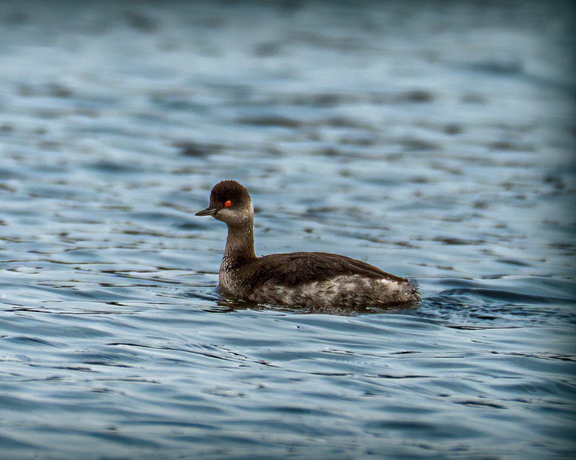 Grèbe à cou noir - ML646635078