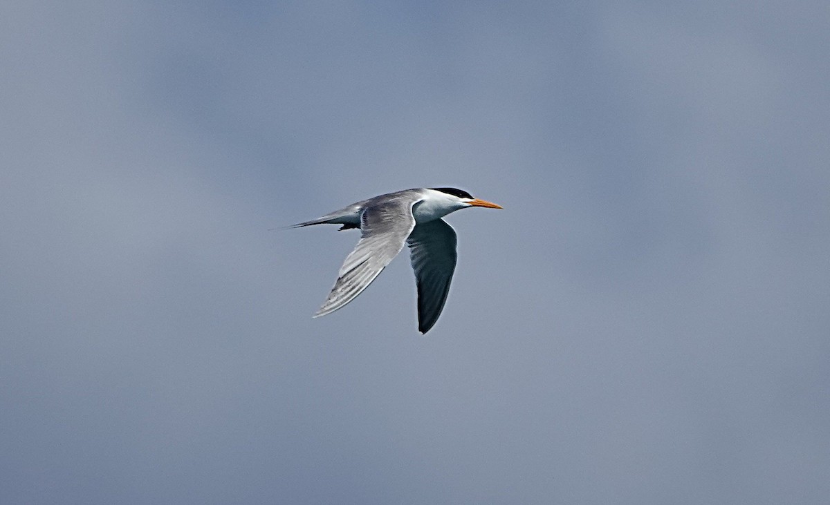 Lesser Crested Tern - ML646635080
