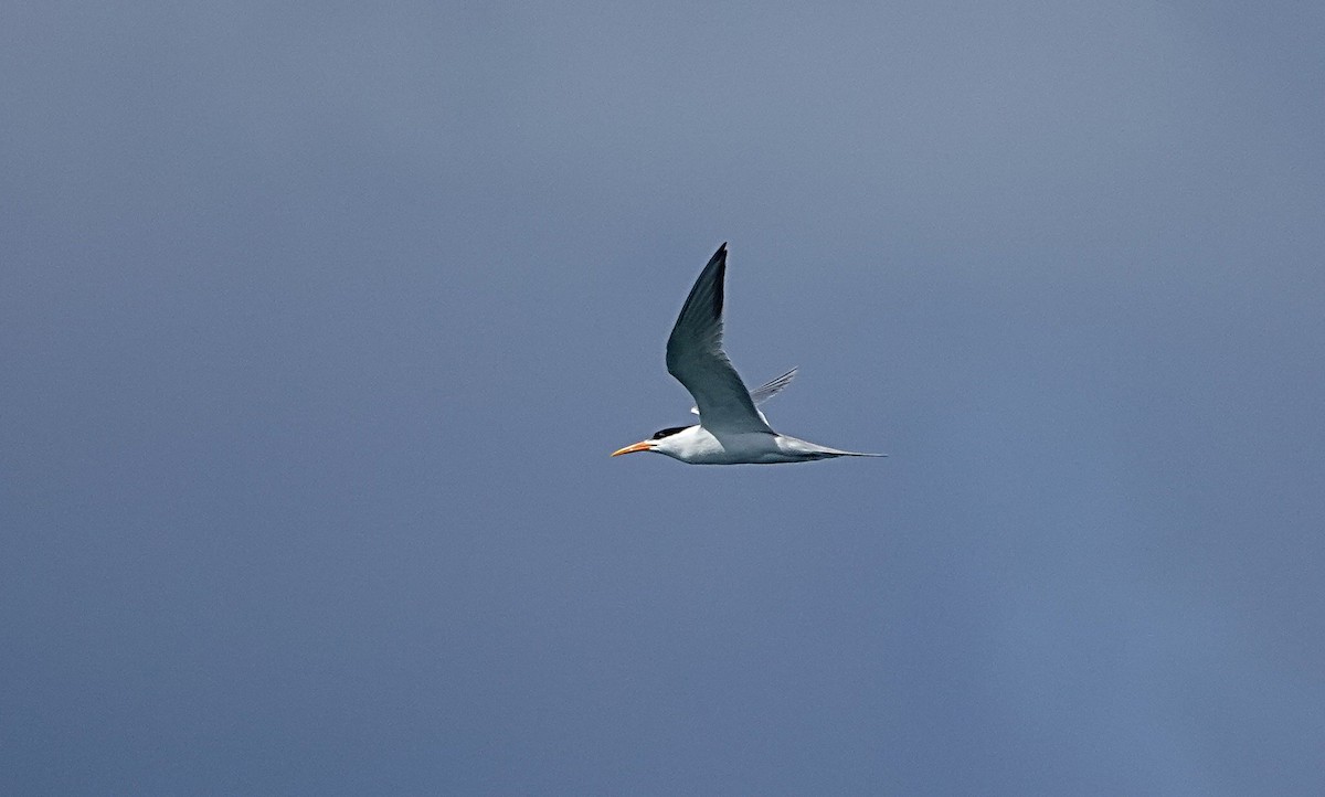 Lesser Crested Tern - ML646635081