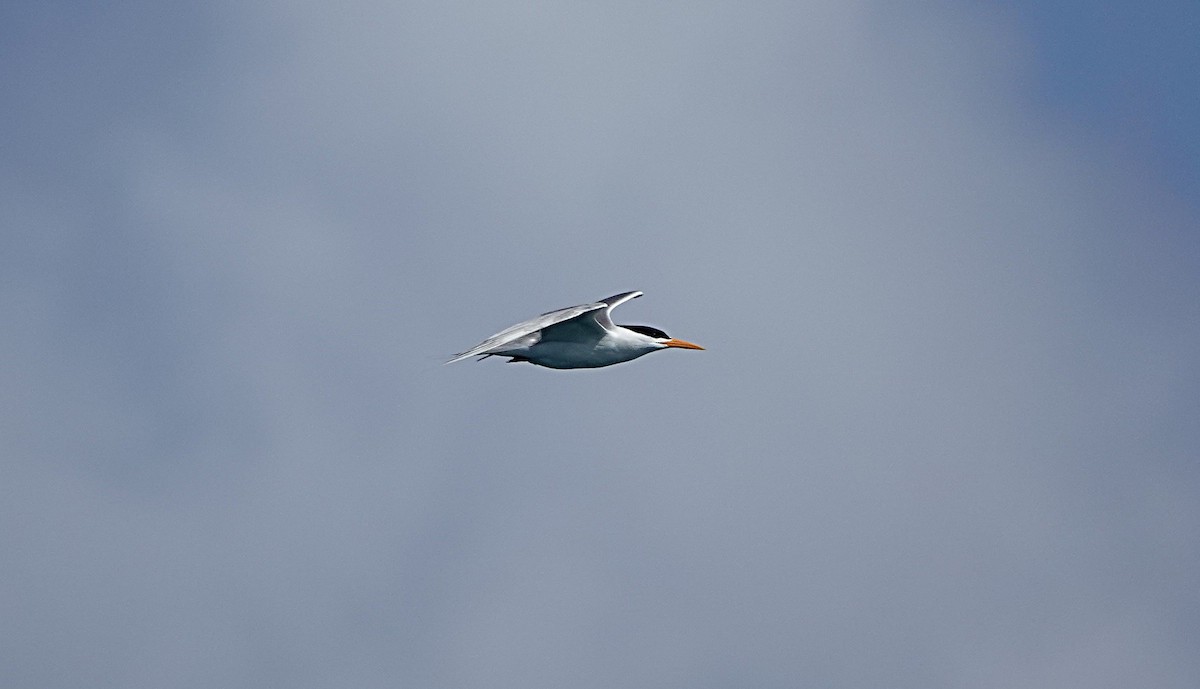 Lesser Crested Tern - ML646635082