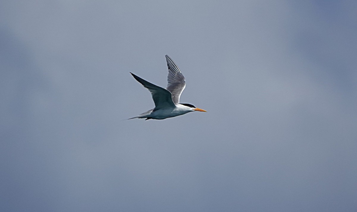 Lesser Crested Tern - ML646635083