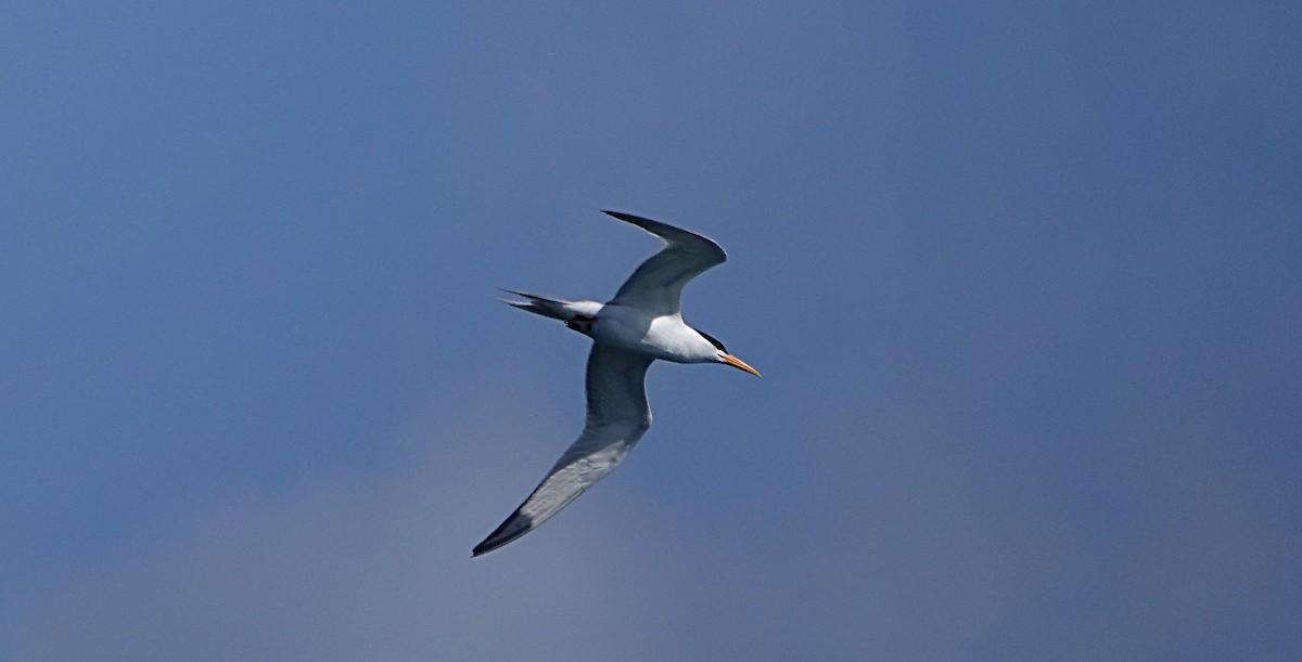 Lesser Crested Tern - ML646635084