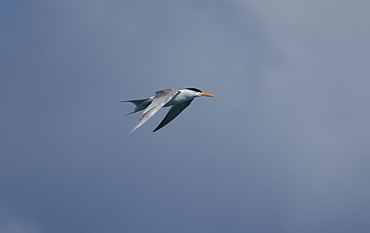 Lesser Crested Tern - ML646635085