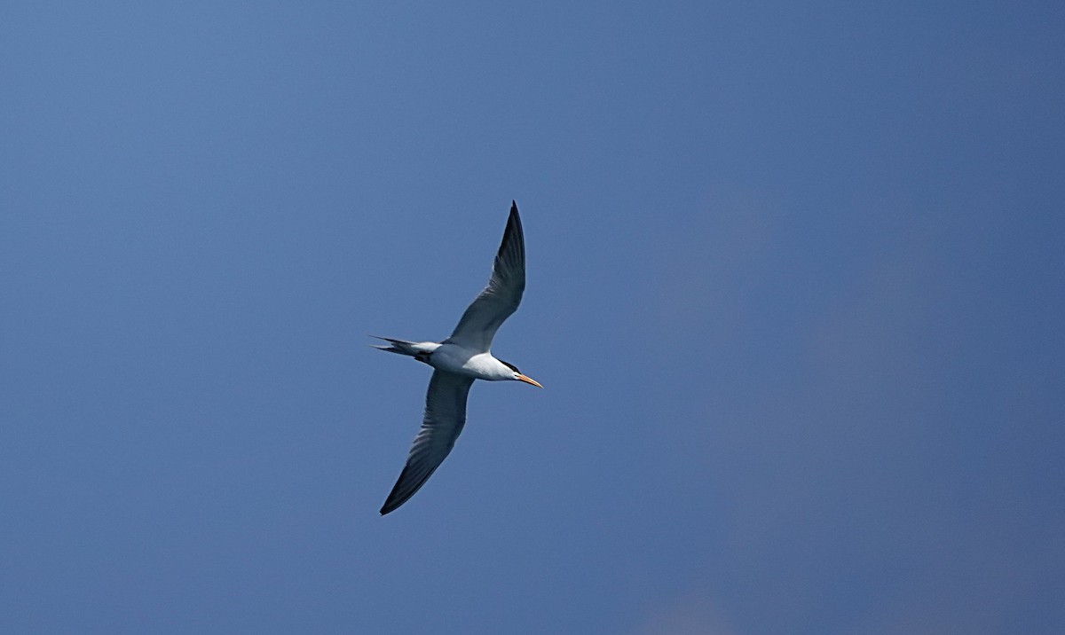 Lesser Crested Tern - ML646635086