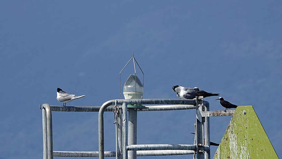 Lesser Crested Tern - ML646635087
