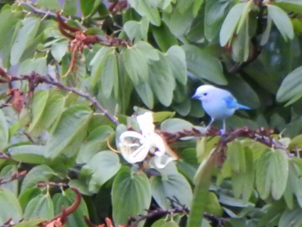 Blue-gray Tanager - ML646635088