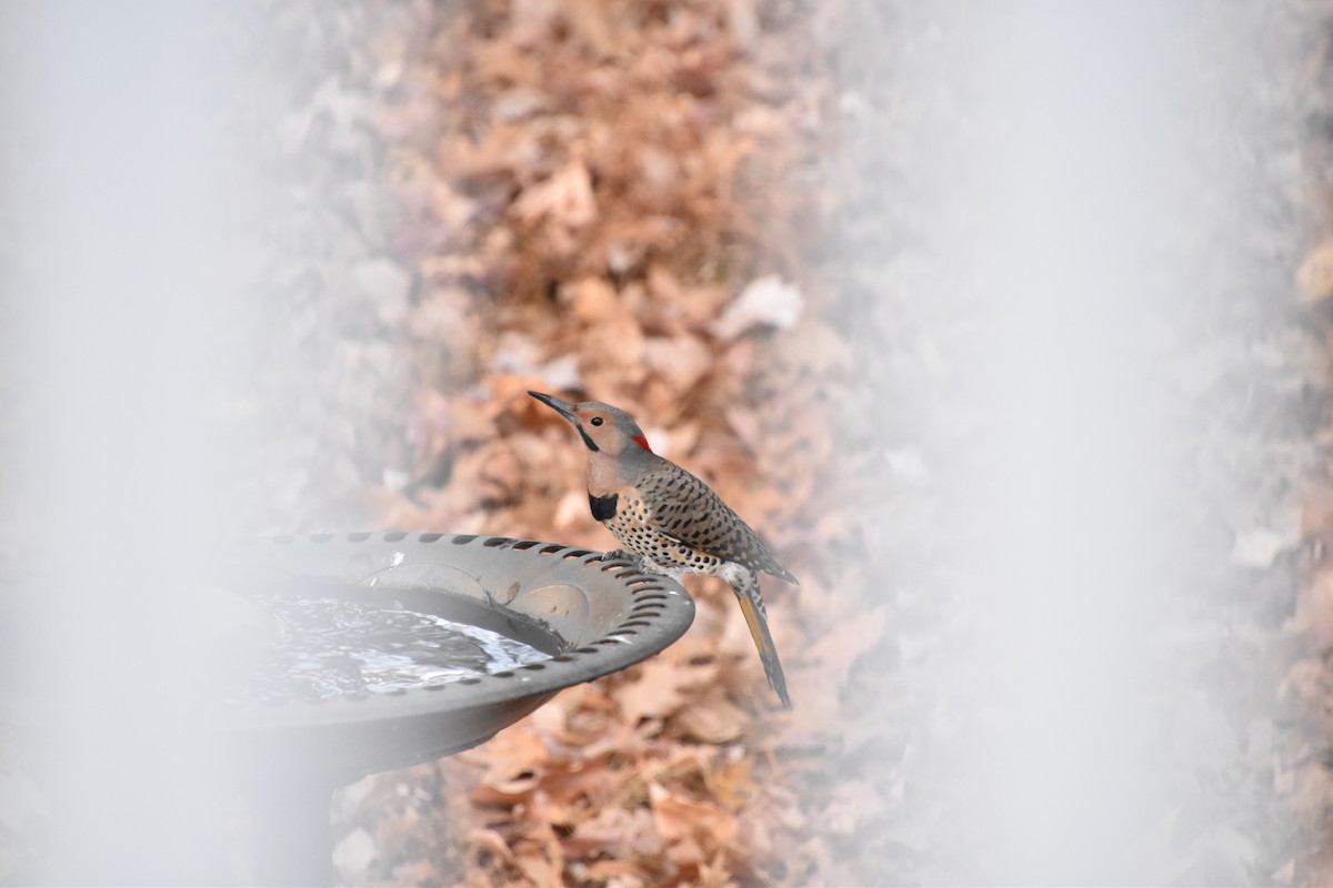 Northern Flicker - ML646635089