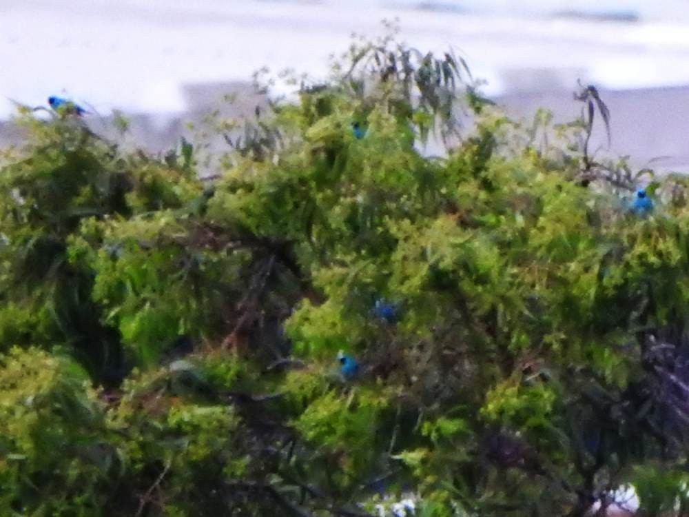 Swallow Tanager - ML646635093