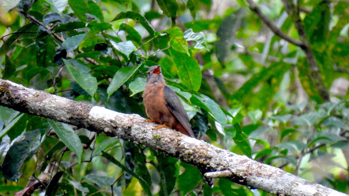 Moluccan Brush Cuckoo - ML646635096