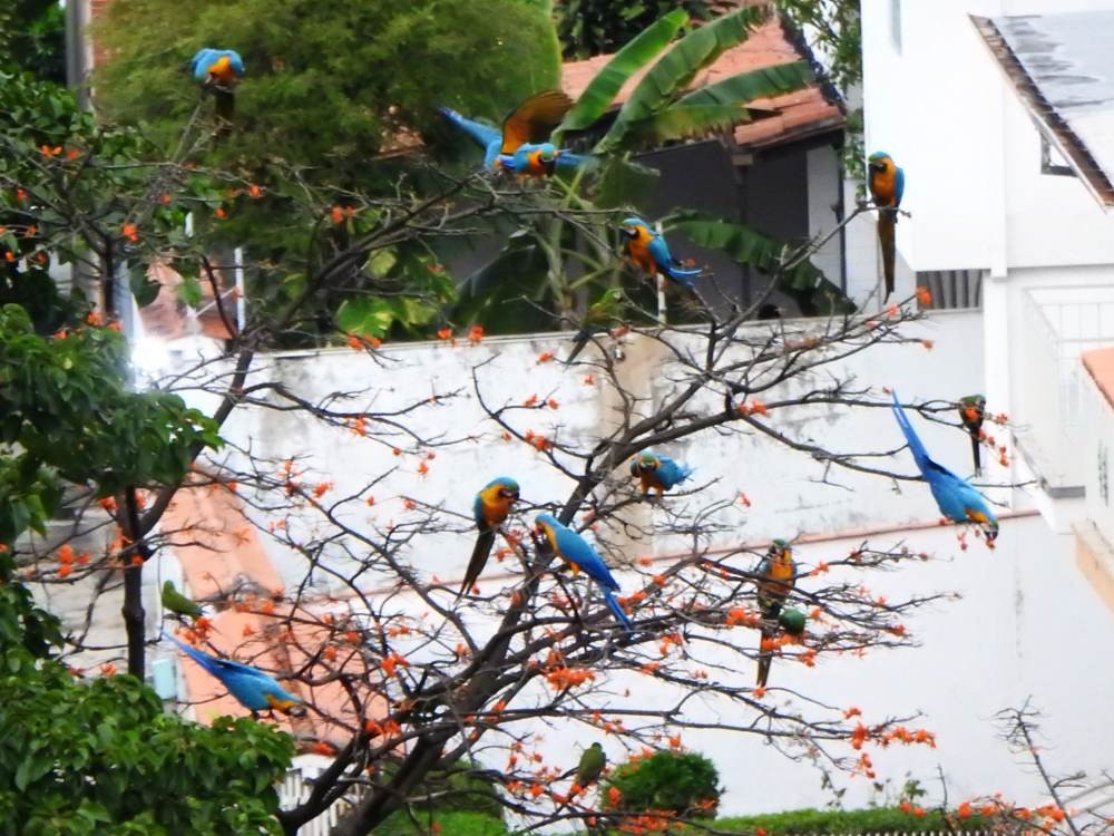 Blue-and-yellow Macaw - ML646635099