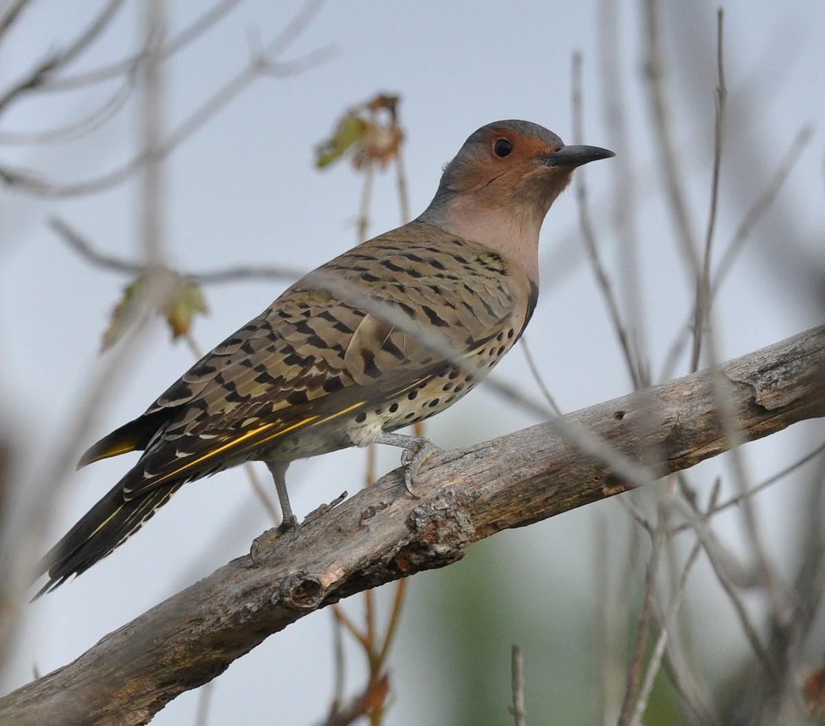 Goldspecht (auratus/luteus) - ML646635104